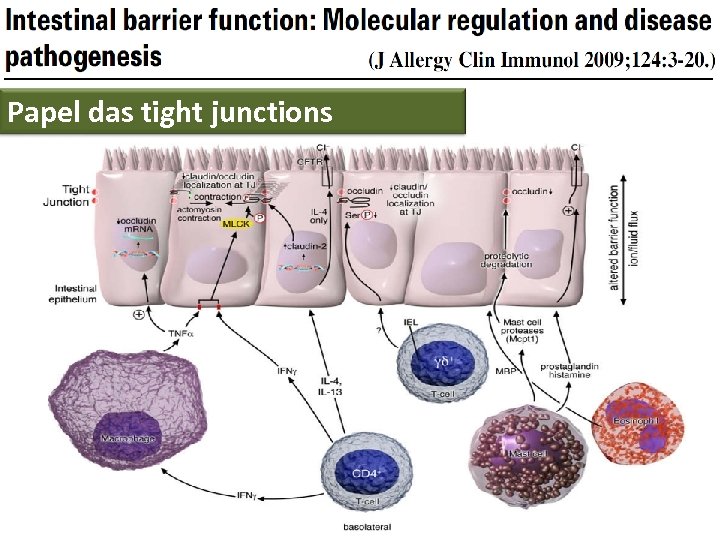 Papel das tight junctions 