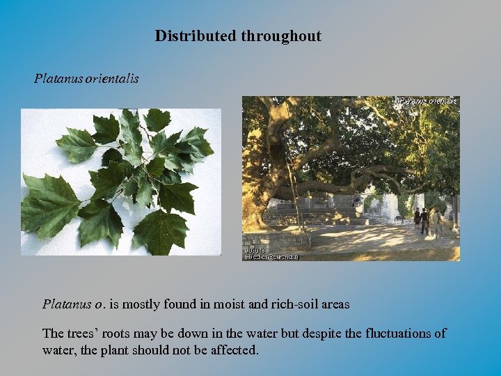 Distributed throughout Platanus orientalis Platanus o. is mostly found in moist and rich-soil areas