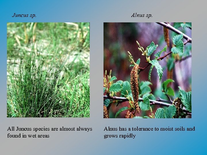 Juncus sp. All Juncus species are almost always found in wet areas Alnus sp.