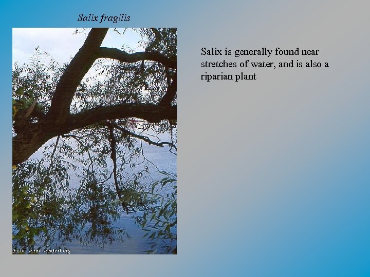 Salix fragilis Salix is generally found near stretches of water, and is also a