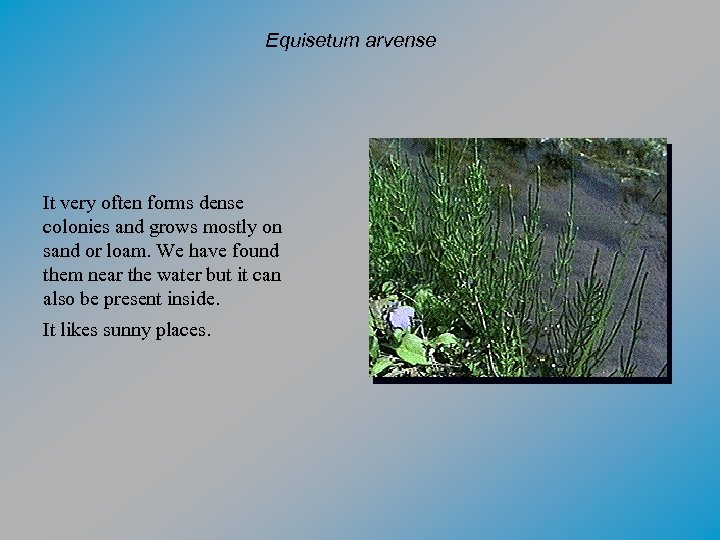 Equisetum arvense It very often forms dense colonies and grows mostly on sand or