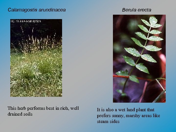 Calamagostis arundinacea This herb performs best in rich, well drained soils Berula erecta It