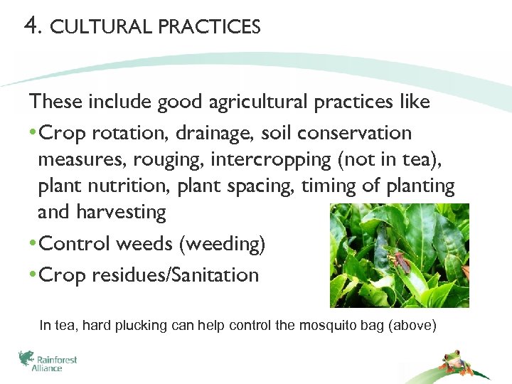 4. CULTURAL PRACTICES These include good agricultural practices like • Crop rotation, drainage, soil