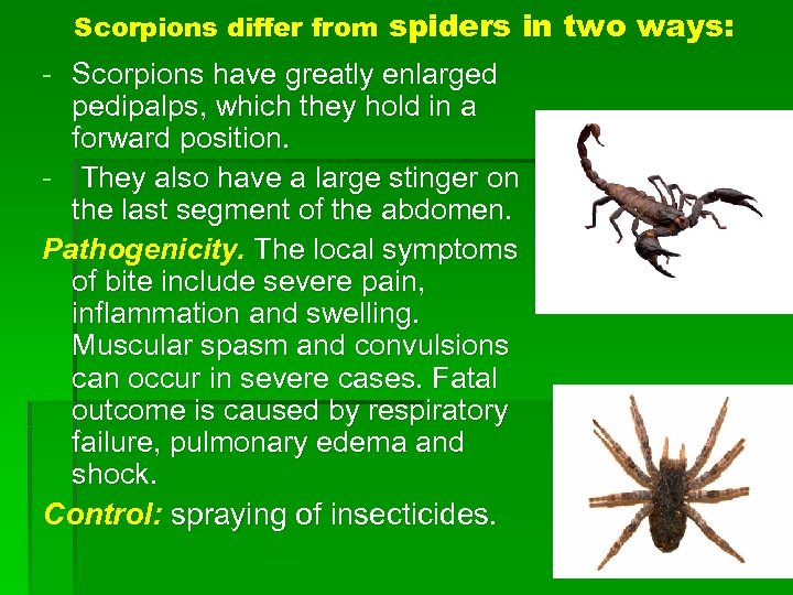 Scorpions differ from spiders in two ways: - Scorpions have greatly enlarged pedipalps, which