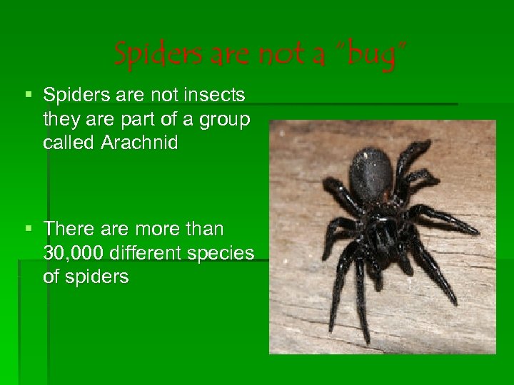 Spiders are not a “bug” § Spiders are not insects they are part of