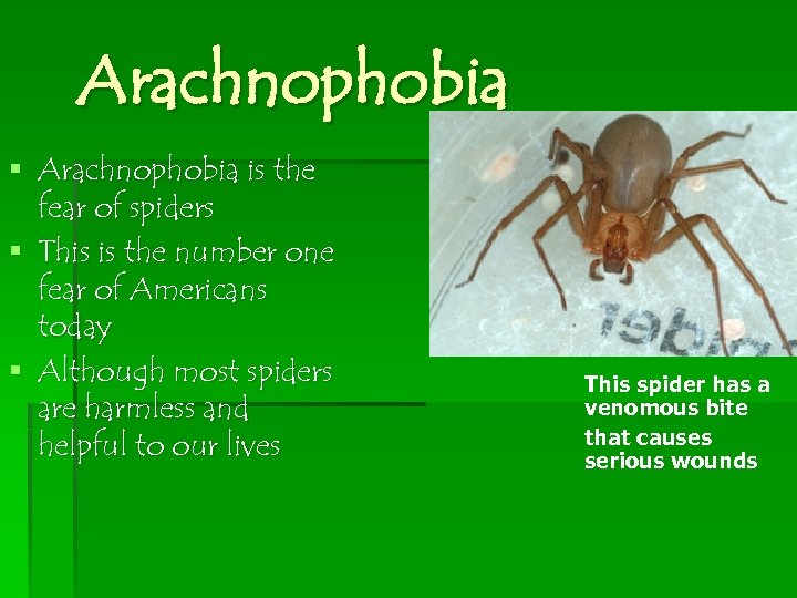 Arachnophobia § Arachnophobia is the fear of spiders § This is the number one