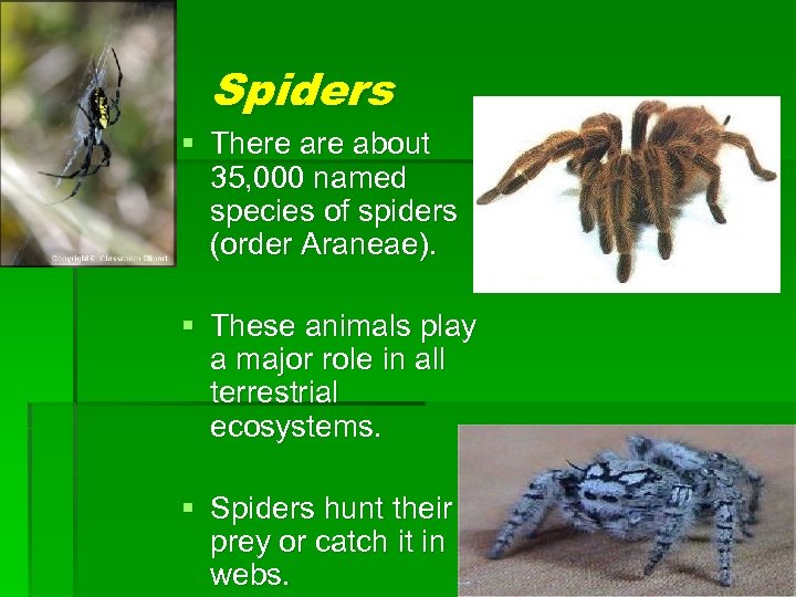 Spiders § There about 35, 000 named species of spiders (order Araneae). § These