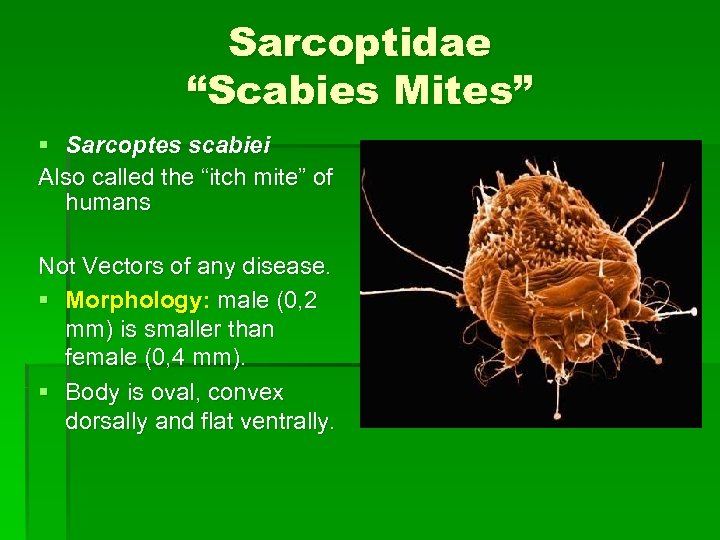 Sarcoptidae “Scabies Mites” § Sarcoptes scabiei Also called the “itch mite” of humans Not