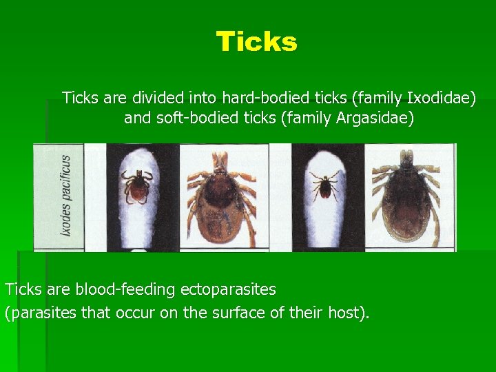 Ticks are divided into hard-bodied ticks (family Ixodidae) and soft-bodied ticks (family Argasidae) Ticks