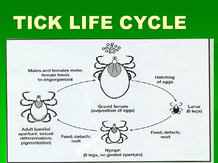 TICK LIFE CYCLE 