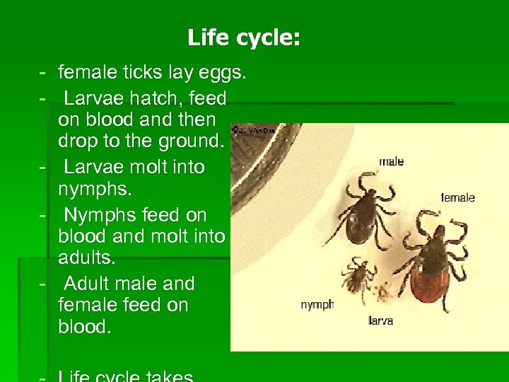 Life cycle: - female ticks lay eggs. Larvae hatch, feed on blood and then