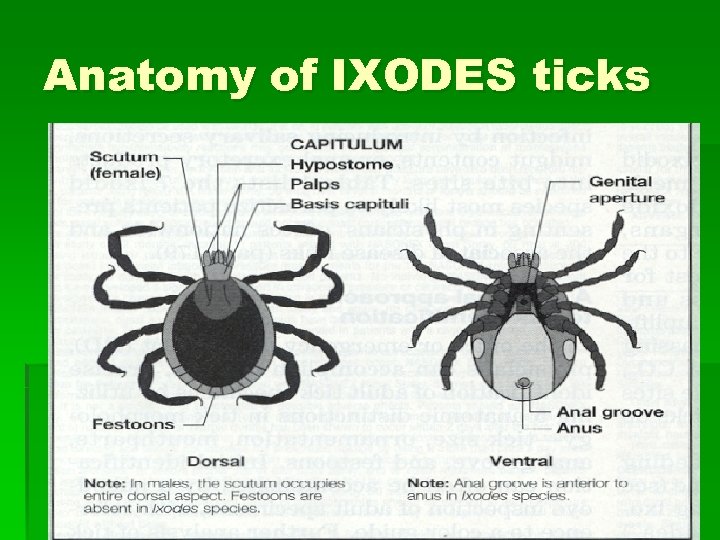 Anatomy of IXODES ticks 