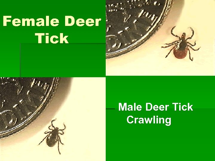 Female Deer Tick Male Deer Tick Crawling 