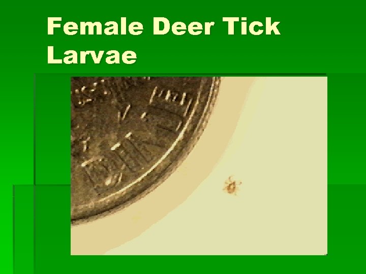 Female Deer Tick Larvae 