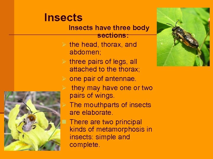 Insects have three body sections: Ø the head, thorax, and abdomen; Ø three pairs