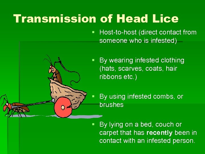 Transmission of Head Lice § Host-to-host (direct contact from someone who is infested) §