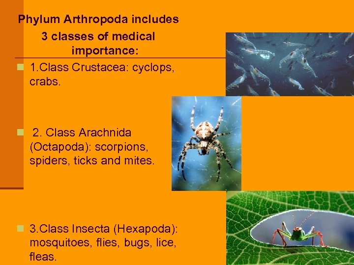 Phylum Arthropoda includes 3 classes of medical importance: n 1. Class Crustacea: cyclops, crabs.