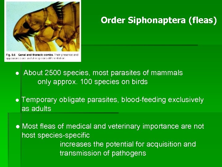 Order Siphonaptera (fleas) l About 2500 species, most parasites of mammals only approx. 100