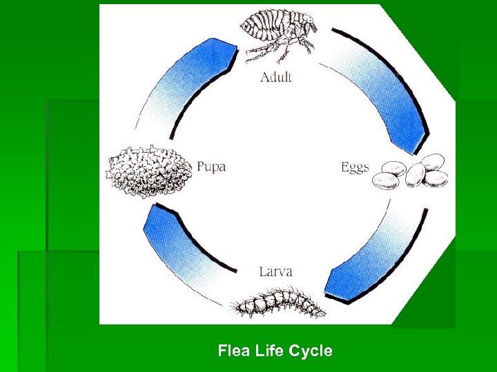 Flea Life Cycle 