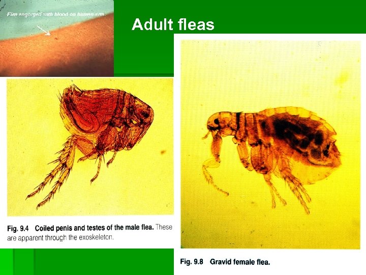 Adult fleas 