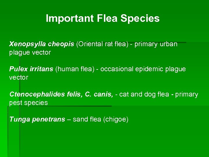 Important Flea Species Xenopsylla cheopis (Oriental rat flea) - primary urban plague vector Pulex