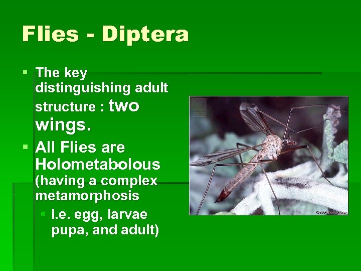 Flies - Diptera § The key distinguishing adult structure : two wings. § All