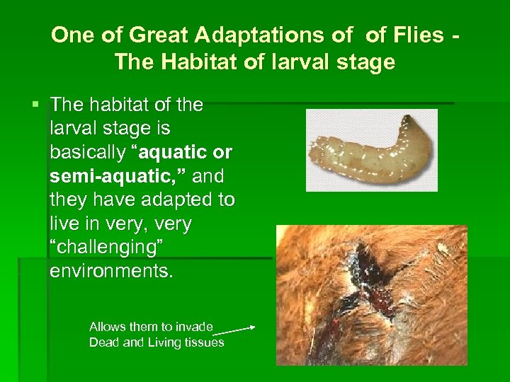 One of Great Adaptations of of Flies The Habitat of larval stage § The