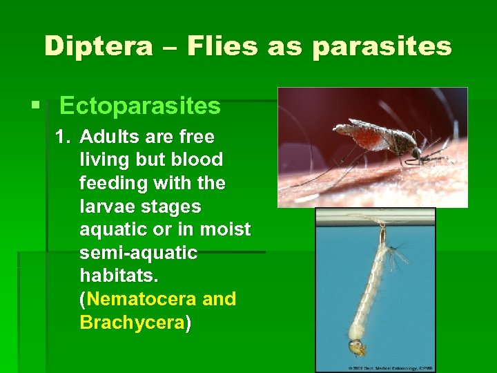 Diptera – Flies as parasites § Ectoparasites 1. Adults are free living but blood