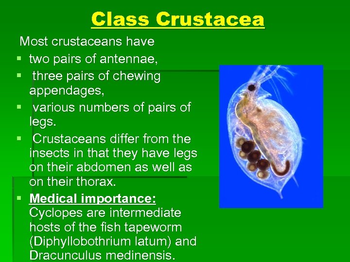 Class Crustacea Most crustaceans have § two pairs of antennae, § three pairs of