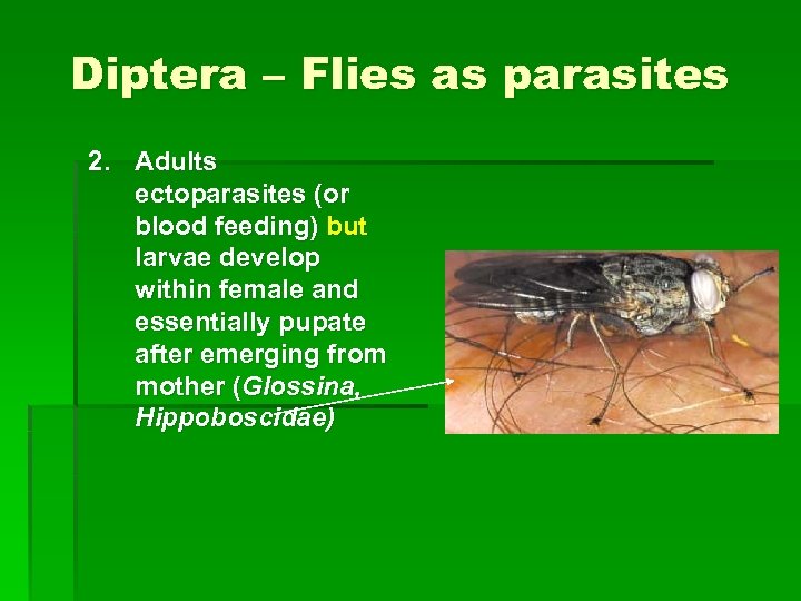 Diptera – Flies as parasites 2. Adults ectoparasites (or blood feeding) but larvae develop