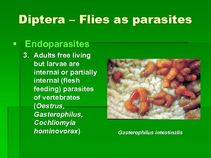Diptera – Flies as parasites § Endoparasites 3. Adults free living but larvae are
