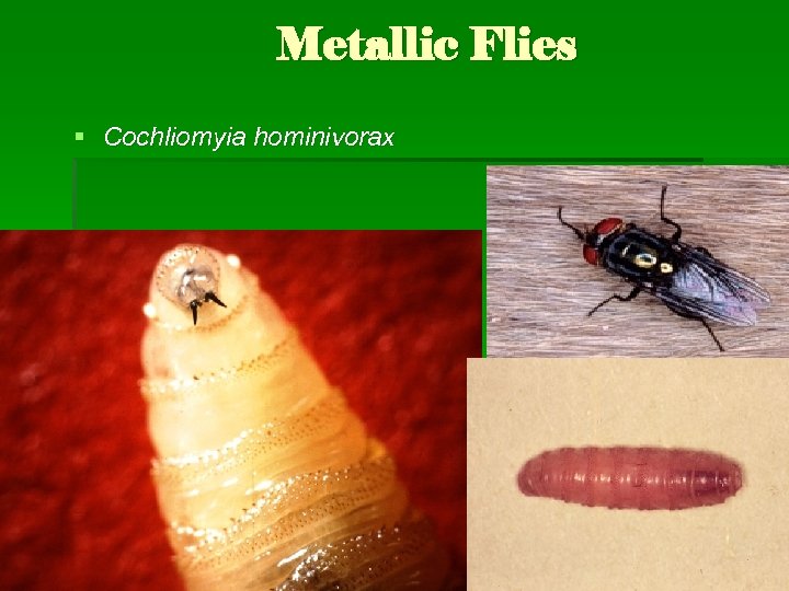Metallic Flies § Cochliomyia hominivorax 