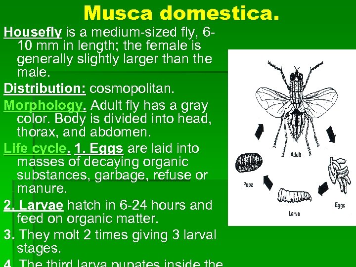 Musca domestica. Housefly is a medium-sized fly, 610 mm in length; the female is