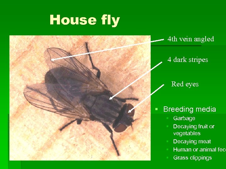House fly 4 th vein angled 4 dark stripes Red eyes § Breeding media