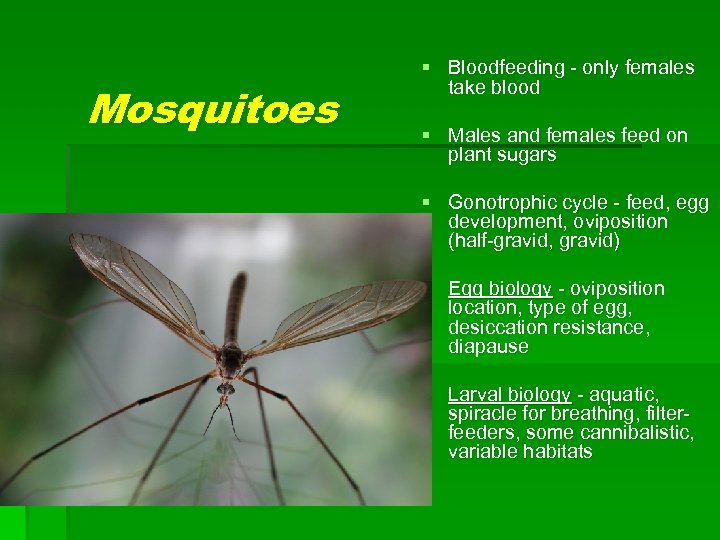 Mosquitoes § Bloodfeeding - only females take blood § Males and females feed on