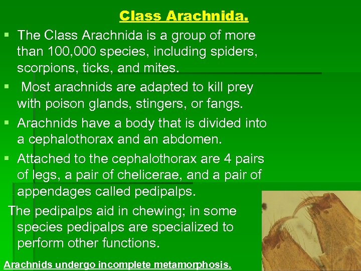Class Arachnida. § The Class Arachnida is a group of more than 100, 000