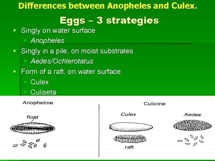 Differences between Anopheles and Culex. Eggs – 3 strategies § Singly on water surface