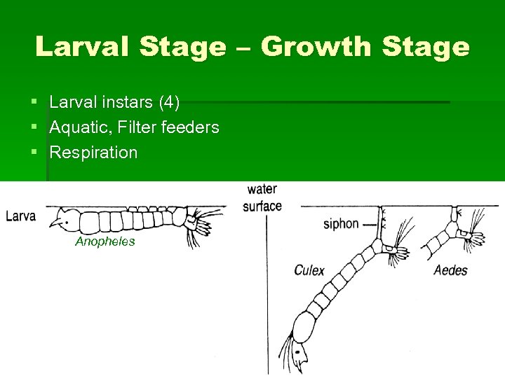 Larval Stage – Growth Stage § Larval instars (4) § Aquatic, Filter feeders §