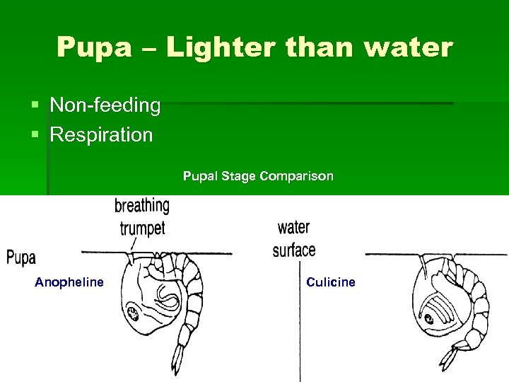 Pupa – Lighter than water § Non-feeding § Respiration Pupal Stage Comparison Anopheline Culicine