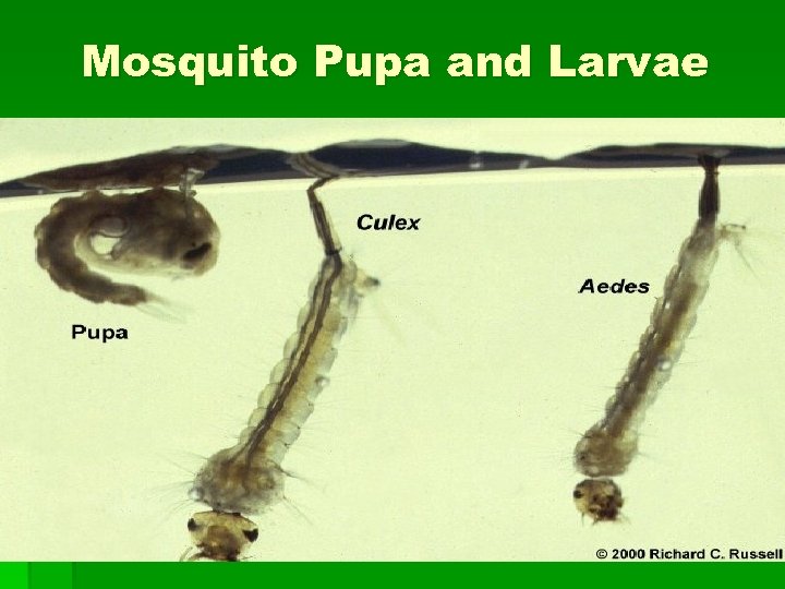 Mosquito Pupa and Larvae 