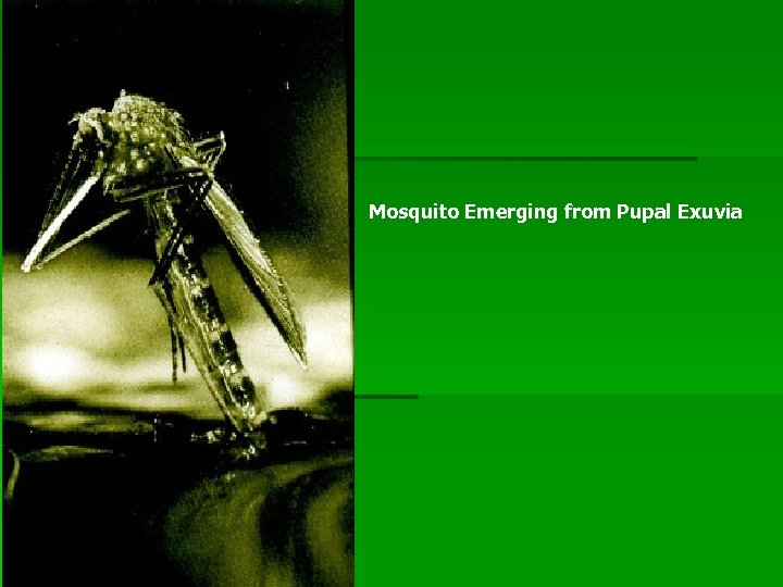 Mosquito Emerging from Pupal Exuvia 