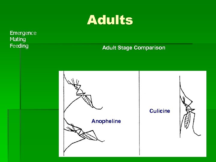 Adults Emergence Mating Feeding Adult Stage Comparison Culicine Anopheline 