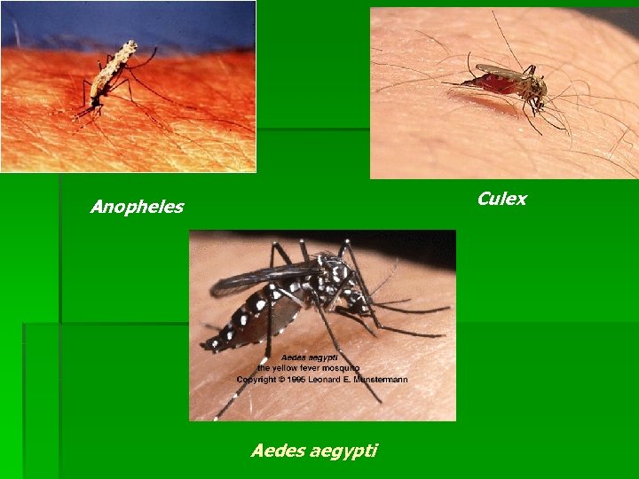 Culex Anopheles Aedes aegypti 