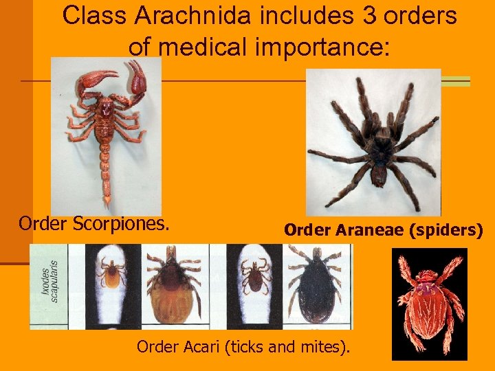Class Arachnida includes 3 orders of medical importance: Order Scorpiones. Order Araneae (spiders) Order