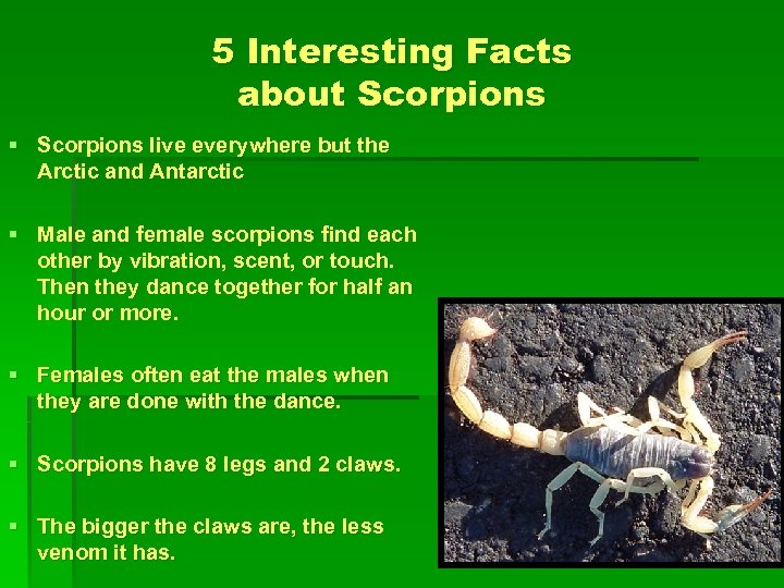 5 Interesting Facts about Scorpions § Scorpions live everywhere but the Arctic and Antarctic