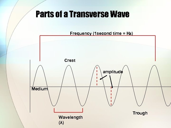 Parts of a Transverse Wave Frequency (1 second time = Hz) Crest amplitude Medium