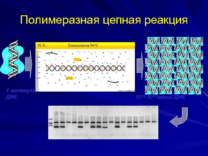 Полимеразная цепная реакция 1 молекула ДНК 1010 -1012 копий ДНК 