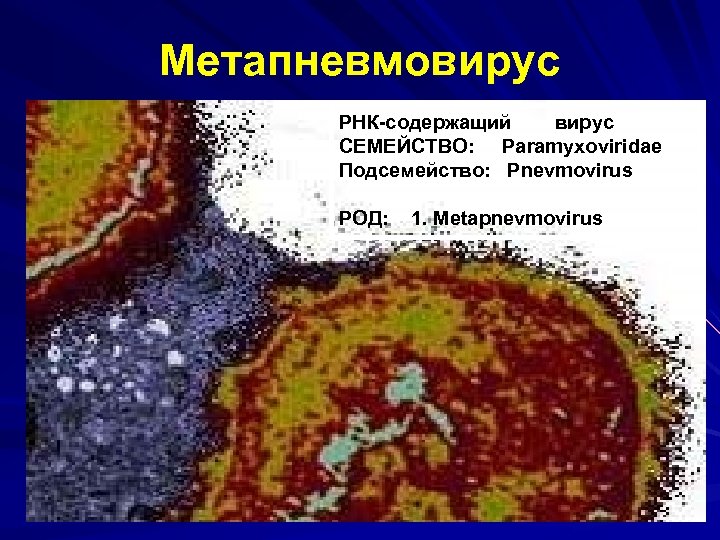 Метапневмовирус РНК-содержащий вирус СЕМЕЙСТВО: Paramyxoviridae Подсемейство: Pnevmovirus РОД: 1. Metapnevmovirus 