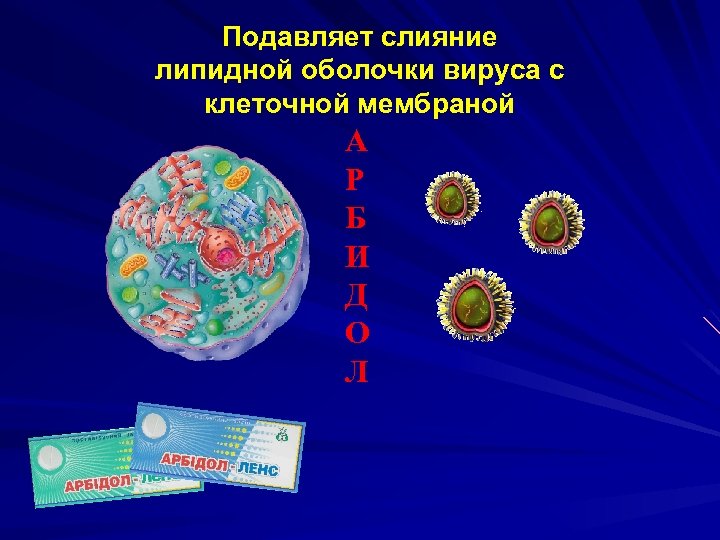 Подавляет слияние липидной оболочки вируса с клеточной мембраной А Р Б И Д О