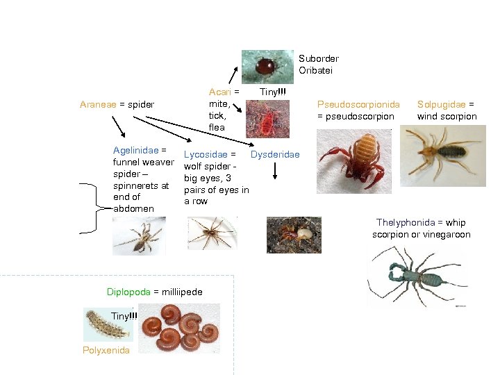 Suborder Oribatei Acari = mite, tick, flea Araneae = spider Agelinidae = funnel weaver